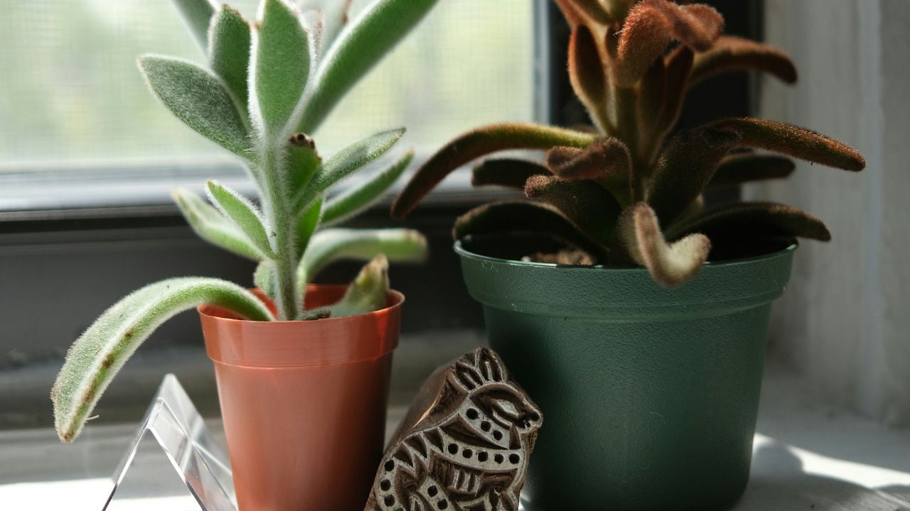 Plantas del desierto resistentes y fáciles de cuidar para interiores
