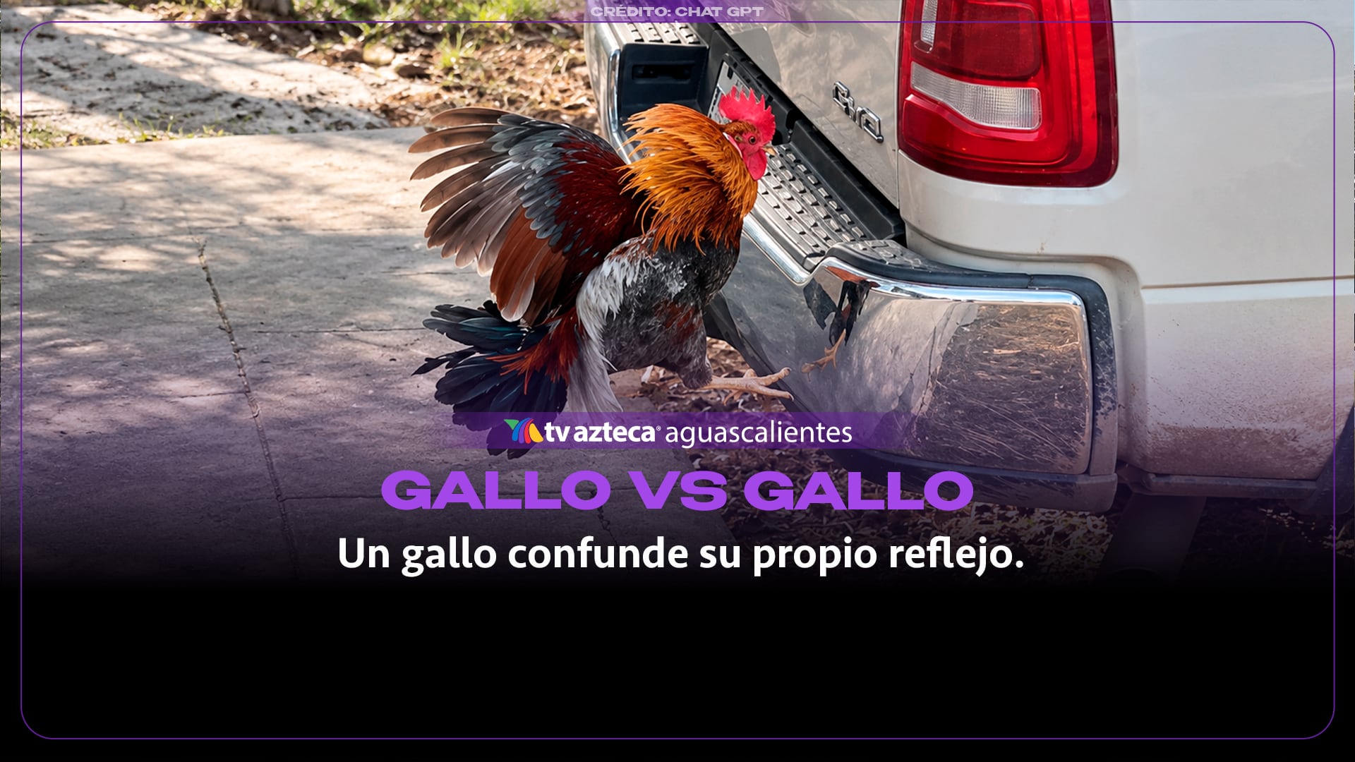 ¡Pura persistencia! Gallo se enfrenta a su propio reflejo en una camioneta