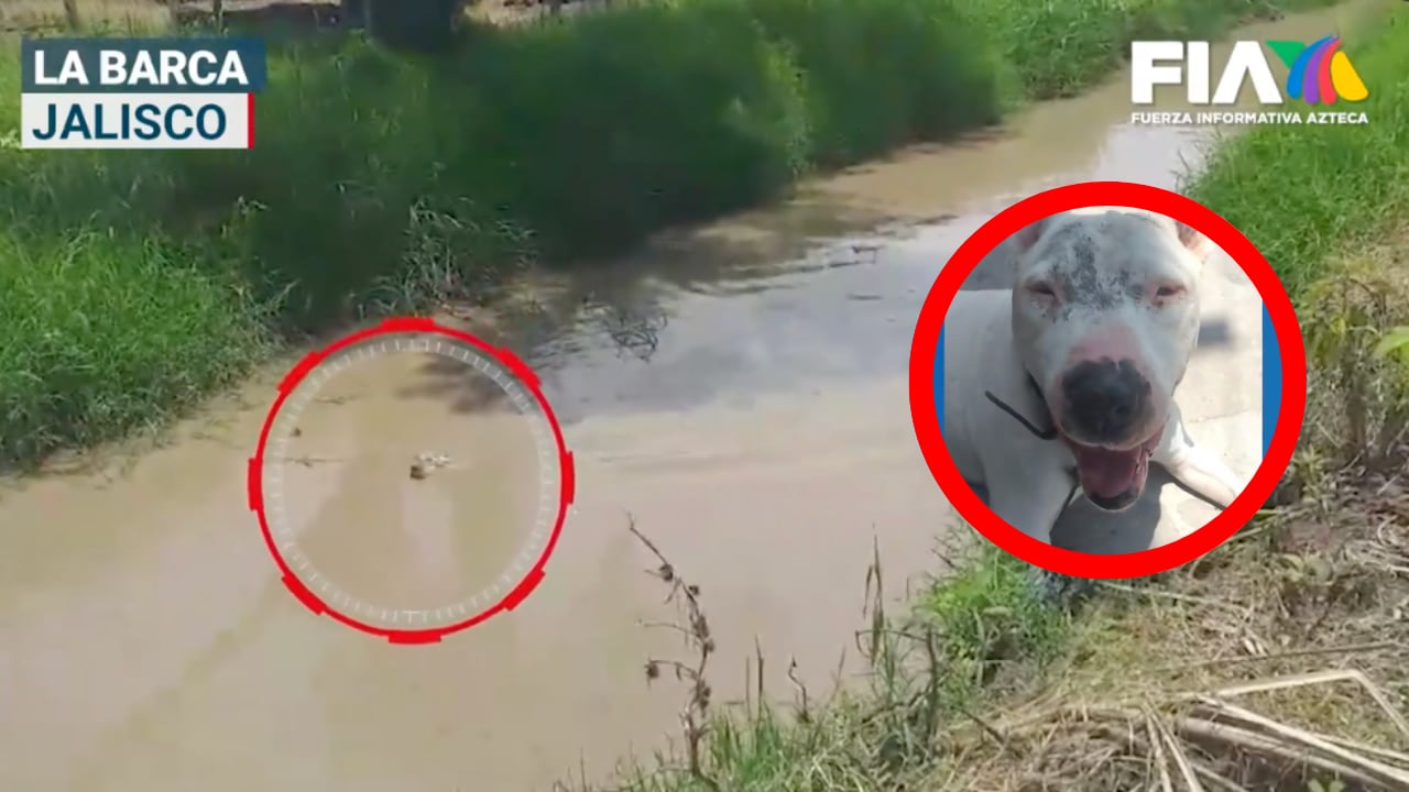 VIDEO ¡Sobrevivió! Rescatan a Nemito, el perrito sordo y ciego tras dos días tratando de salir de un arroyo
