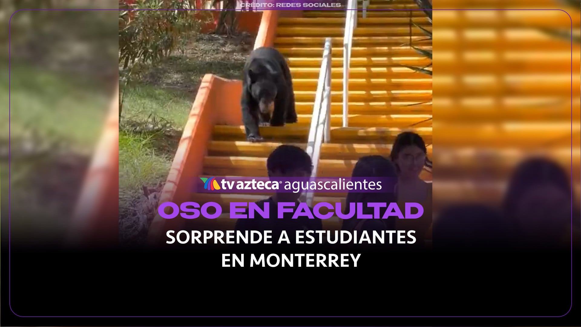 Oso negro sorprende a estudiantes en facultad de Monterrey