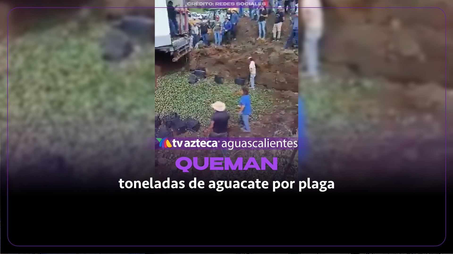 Queman 52 toneladas de aguacate en Michoacán por plaga