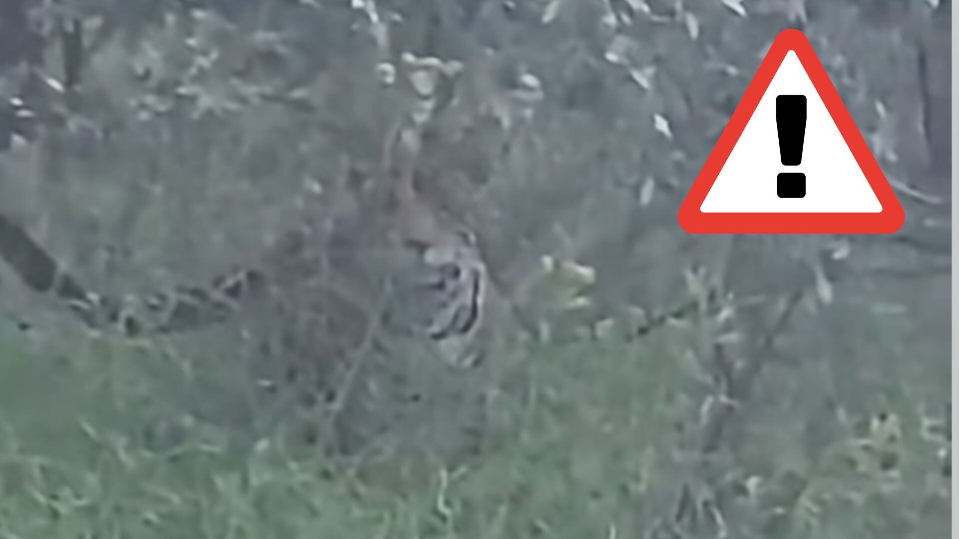 ¿Sigue suelto? Esto sabemos sobre el avistamiento de un JAGUAR en Sombrerete, Zacatecas 