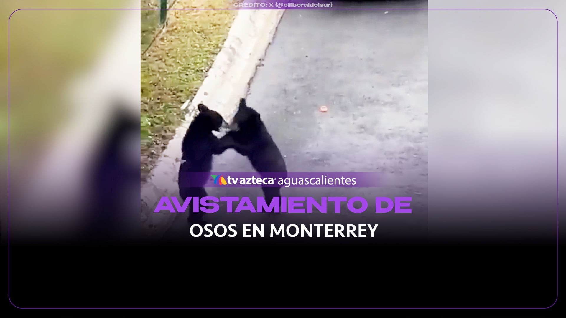 ¡Tierna pelea! Así captaron a dos osos en Monterrey