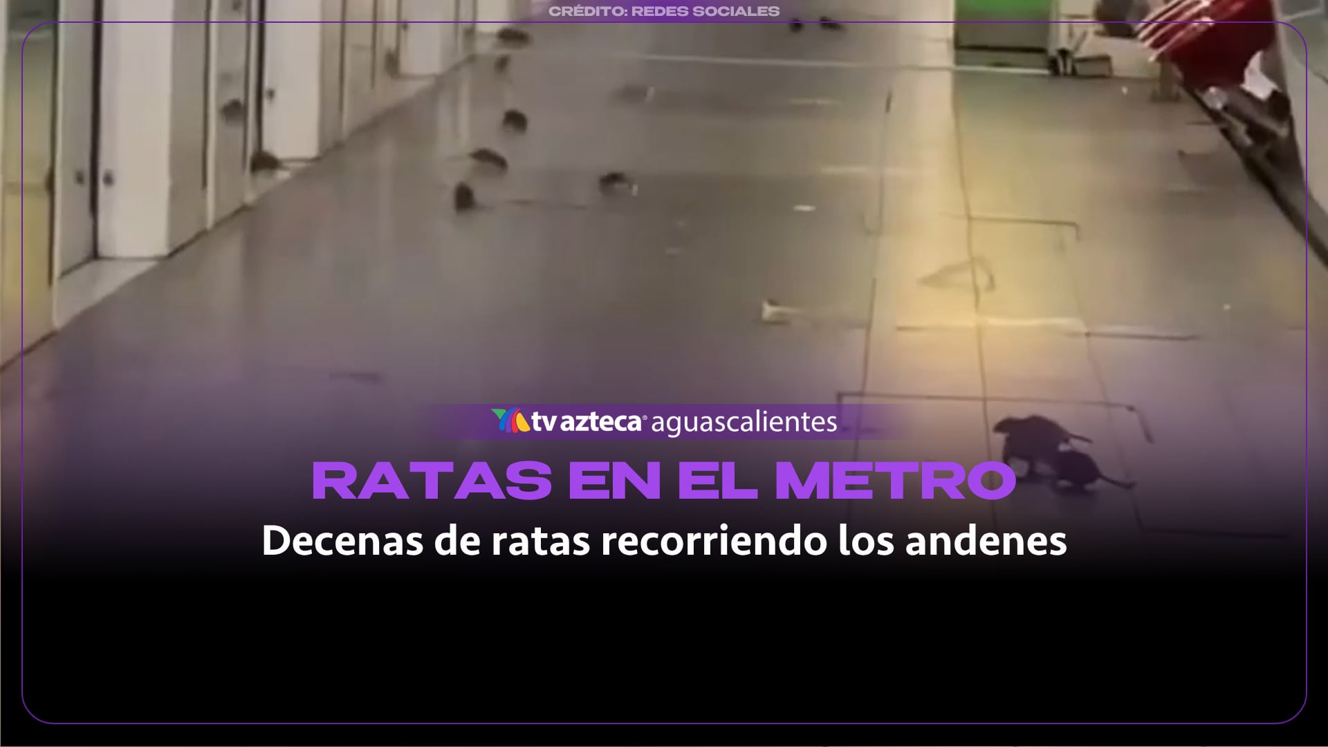 VIDEO: !CAPTAN decenas de RATAS! corriendo en los andenes del metro en Francia