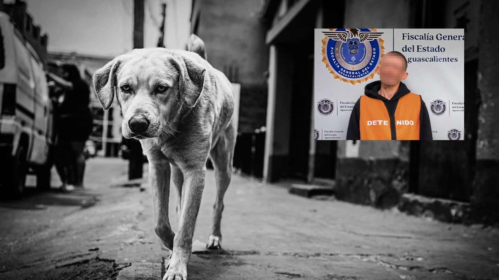 Hombre rescataba perros y se los comía en Aguascalientes; ¿cómo lo descubrieron? 