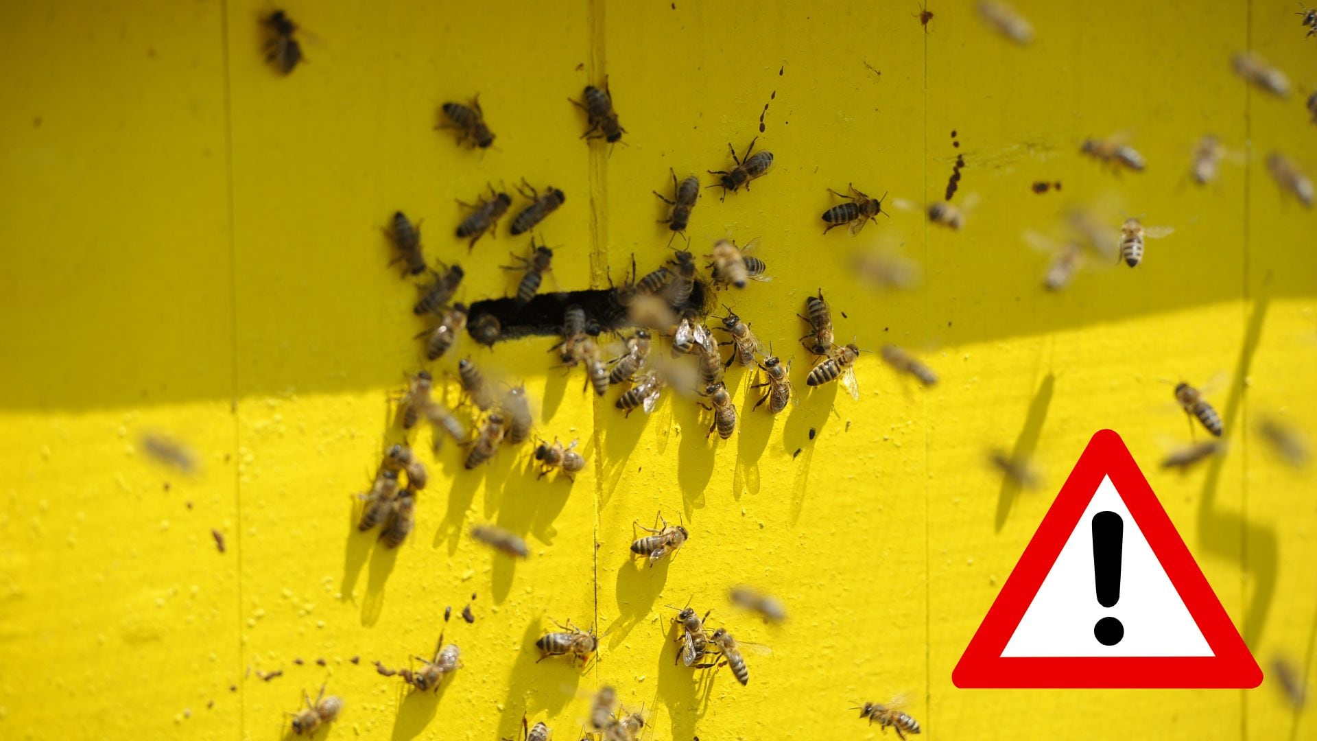 ÚLTIMA HORA: Ataque masivo de abejas en Pánuco, Zacatecas deja a varias personas lesionadas
