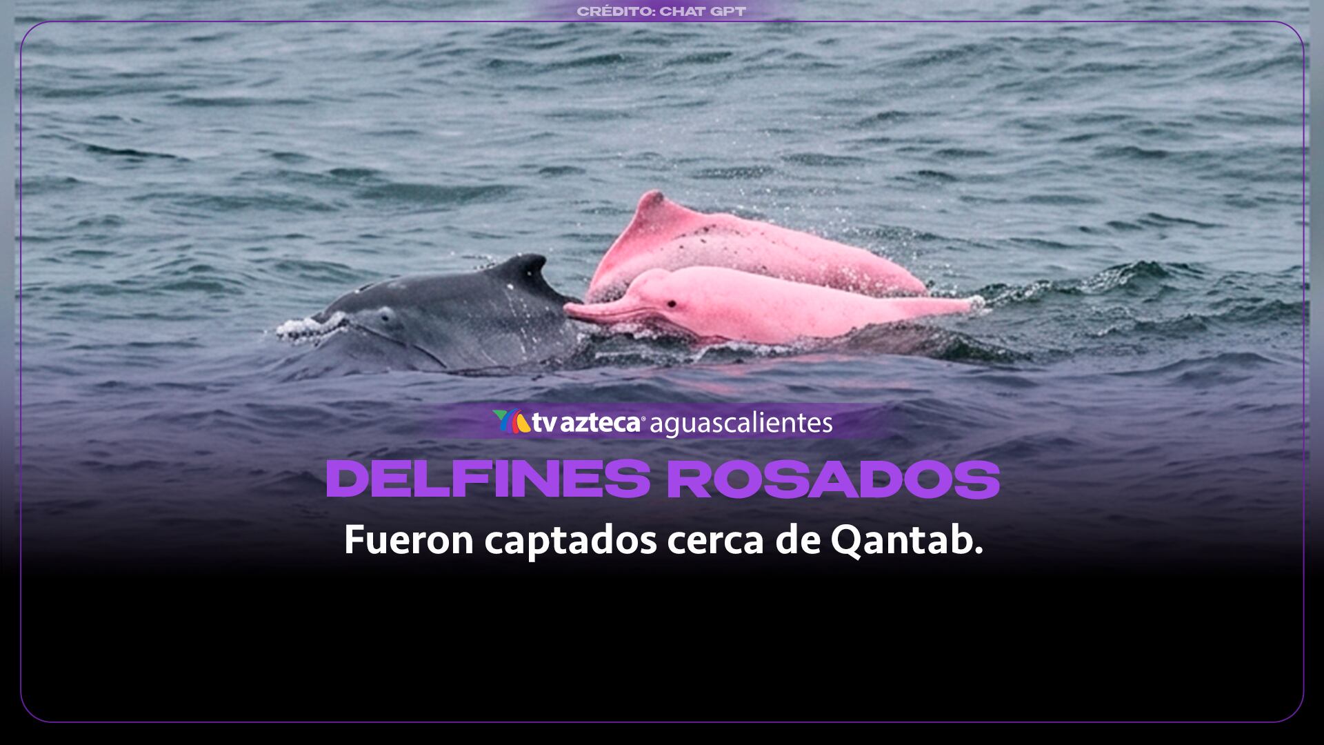 Sorpresa en Omán: captan a dos delfines rosados cerca de la orilla