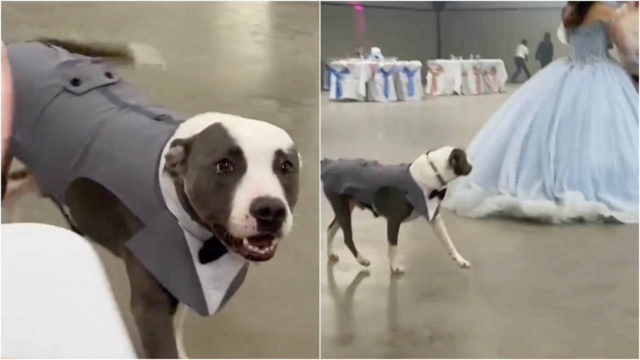 VIDEO_ Perrito asistió a una fiesta de XV años vestido como chambelán y se vuelve viral