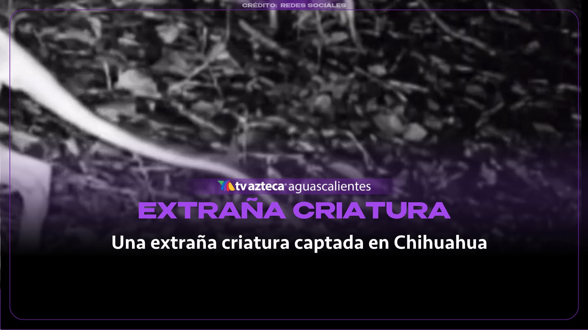 VIDEO: ¿Qué es? Difunden video de una extraña criatura captada en Chihuahua