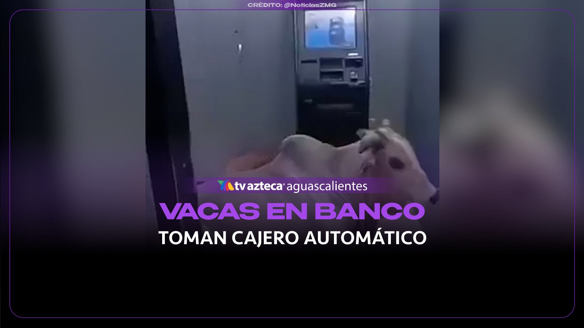 VACAS EN BANCO TOMAN CAJERO AUTOMÁTICO