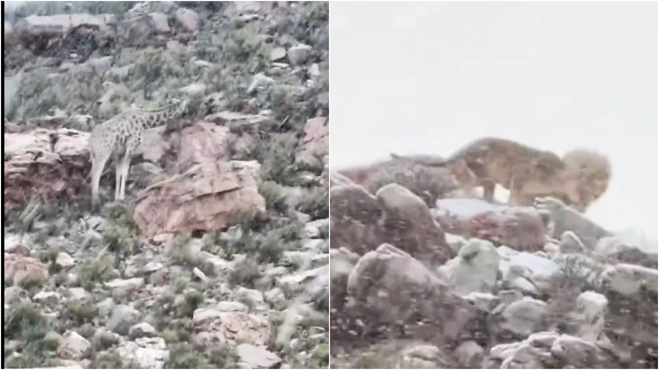VIDEO_ ¿Espera qué_ Registran nevada al sur de África y así reaccionaron los animales