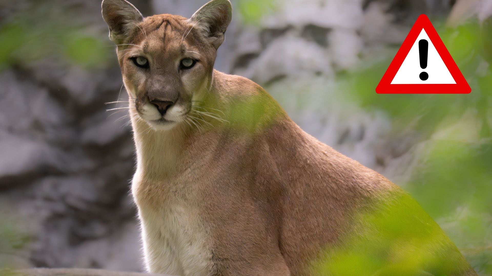 ÚLTIMA HORA: Reportan puma cerca de viviendas en la comunidad de Cieneguilla en Zacatecas (VIDEO)