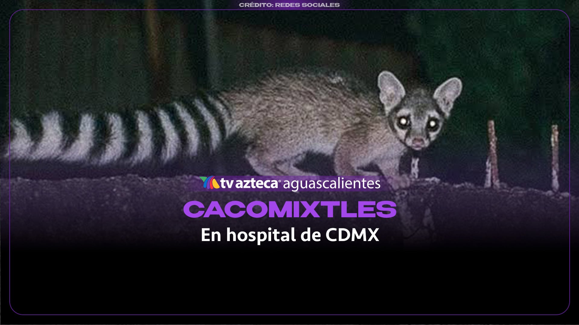 Cacomixtles son hallados en ductos de hospital en CDMX