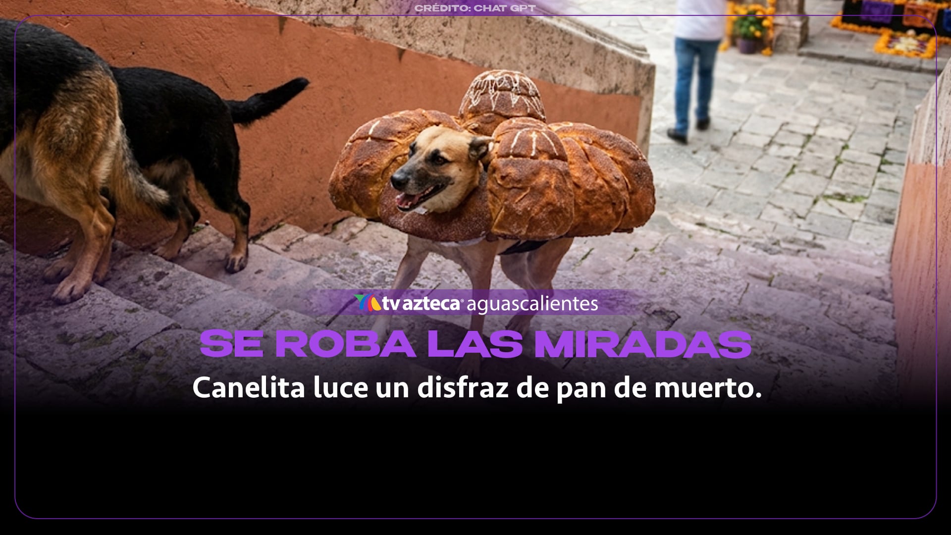 ¡Pura ternura! Perrita se vuelve viral con su disfraz de pan de muerto