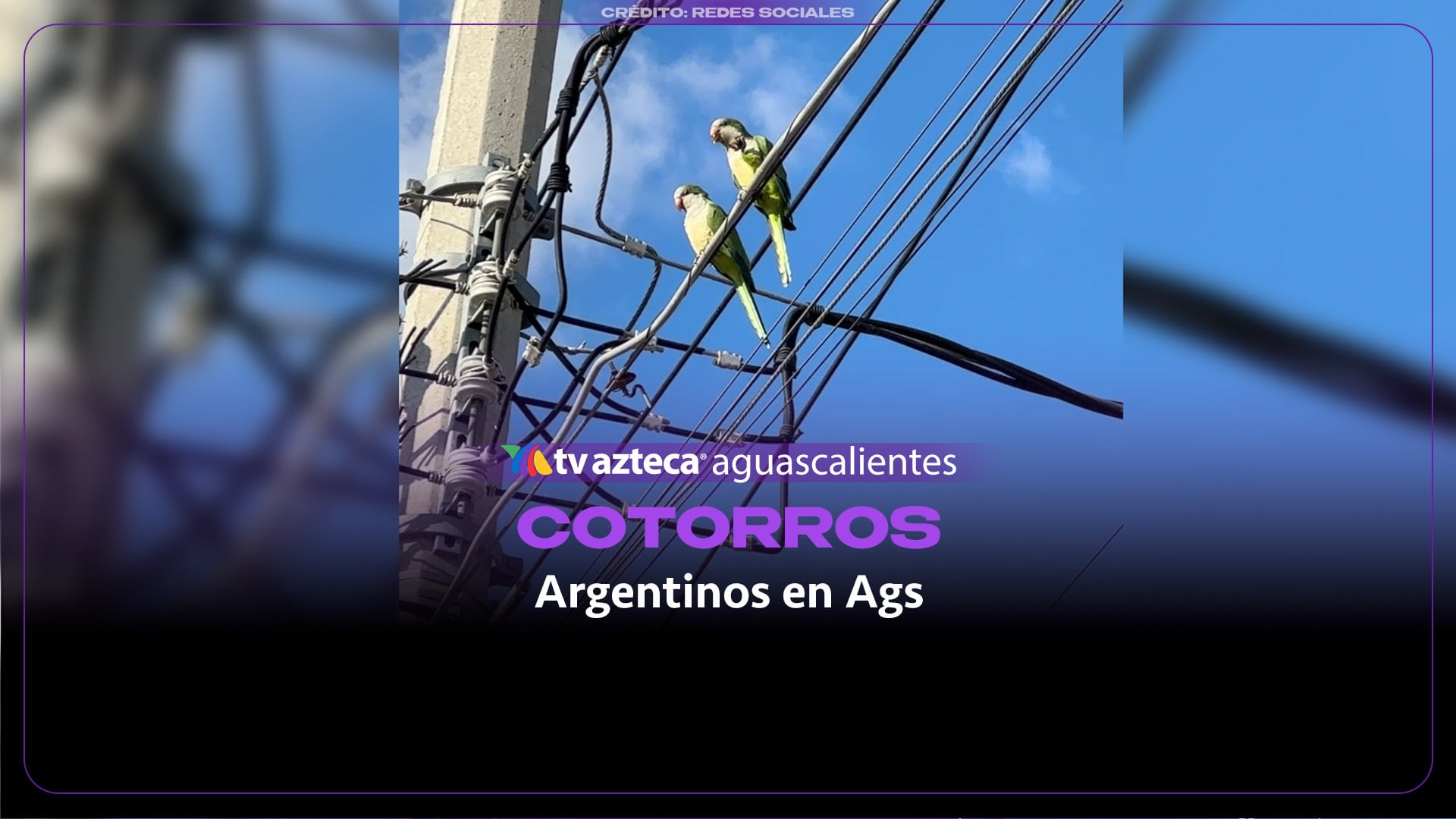 Cotorros argentinos, especie invasora que cada vez se observa más en Aguascalientes