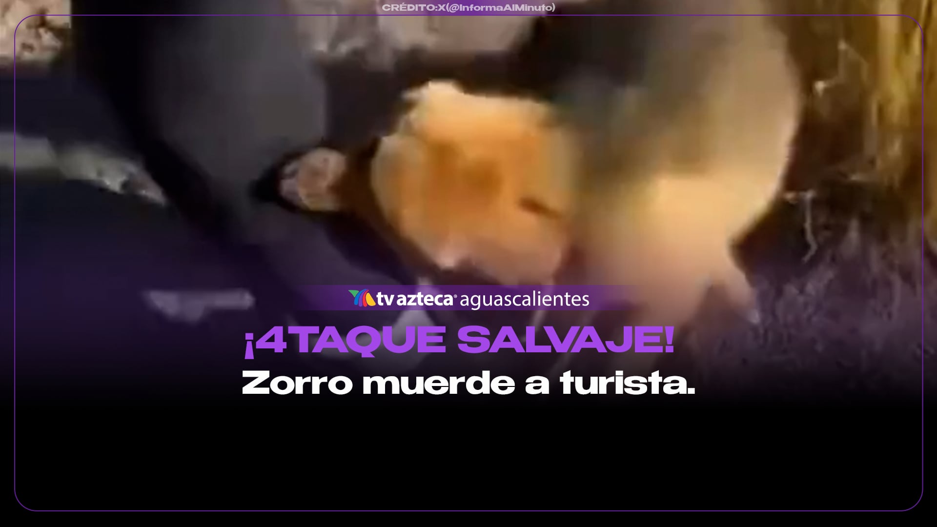 Zorro muerde a turista en San Pedro de Atacama, Chile (VIDEO)