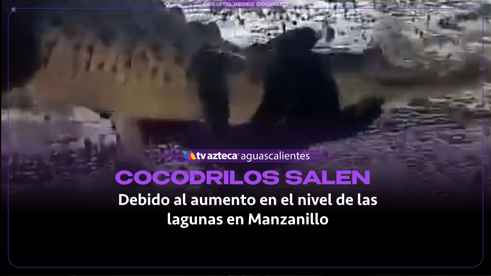 VIDEO: ¡Aumenta el nivel de las lagunas y cocodrilos salen a la superficie en Manzanillo!