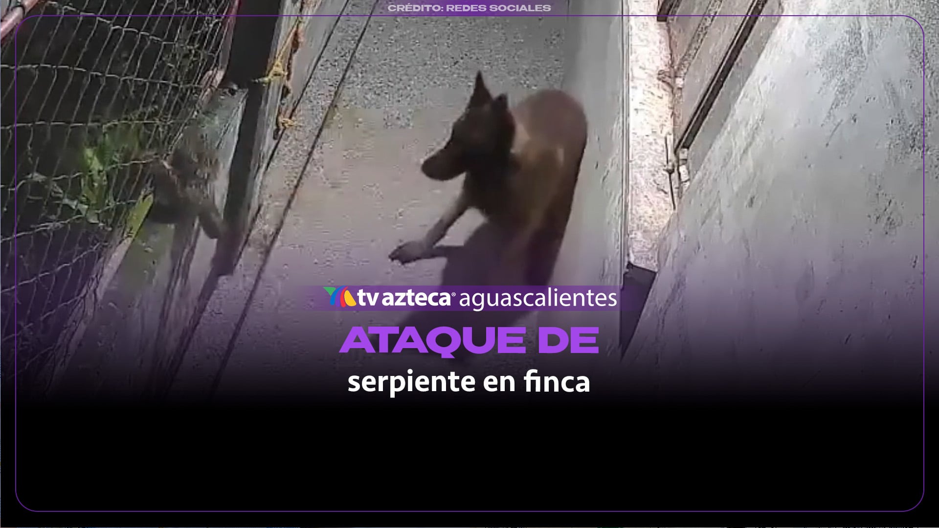 Serpiente ataca a perro durante la madrugada en finca